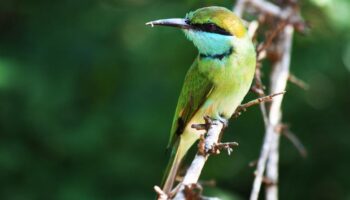 14 Day Bird watching tour Sri Lanka