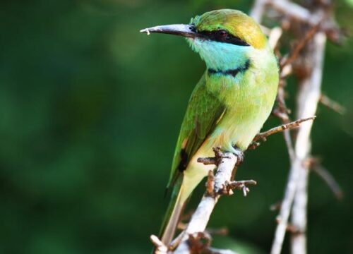 14 Day Bird watching tour Sri Lanka