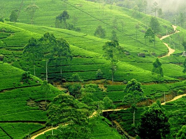 tea estate